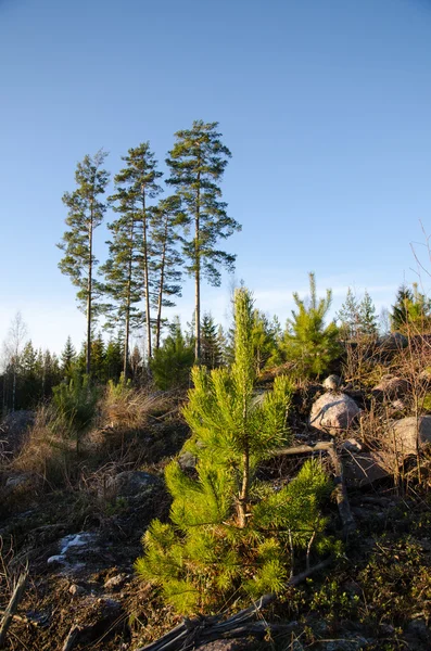 Pine tree plant — Stock Photo, Image