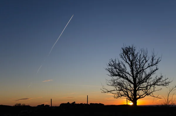 Silhouette di un albero solitario — Foto Stock