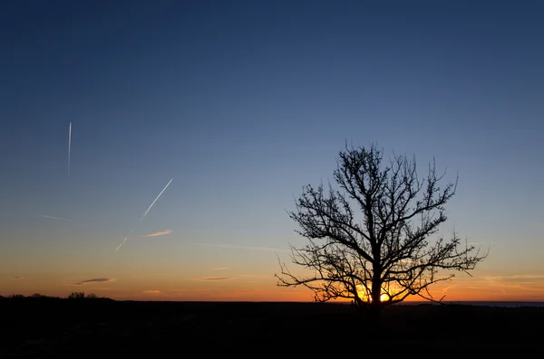 Silhouette dell'albero al tramonto — Foto Stock