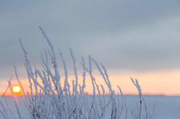 Hoar gelo dal sole al tramonto — Foto Stock