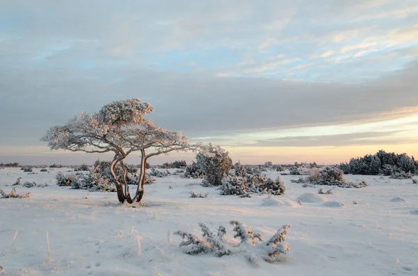 Pinheiro nevado solitário — Fotografia de Stock
