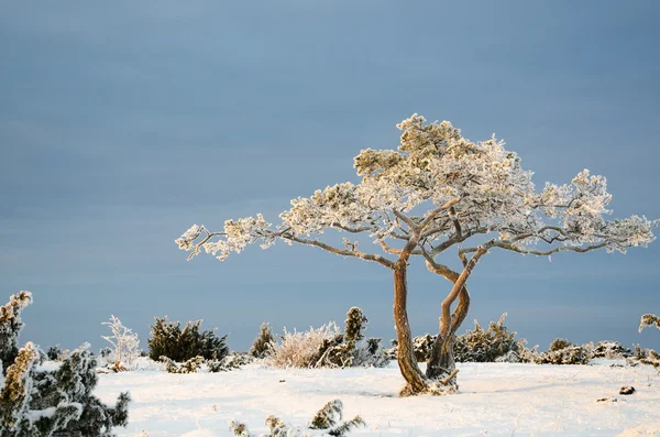 Pinheiro gelado em uma paisagem de inverno — Fotografia de Stock