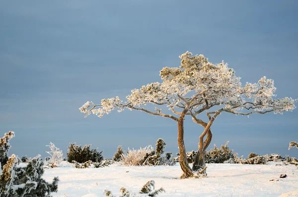 Frostiga tall i ett vinterlandskap — Stockfoto