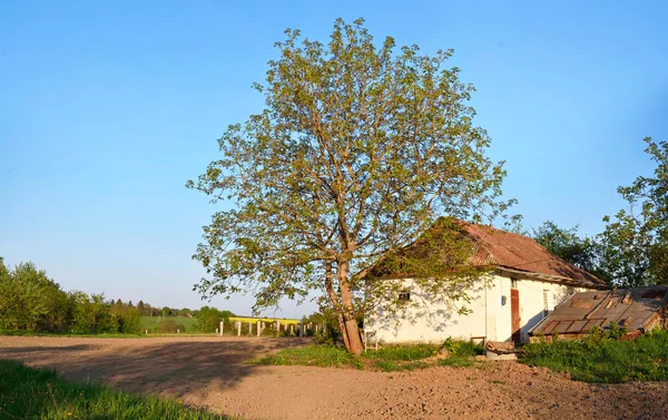 Ореховое дерево рядом со старым заброшенным зданием украинского — стоковое фото