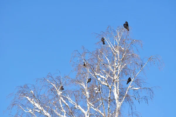 Crow on snowy branch — Stock Photo, Image