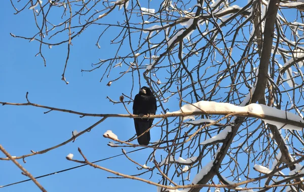 Crow on snowy branch — Stock Photo, Image