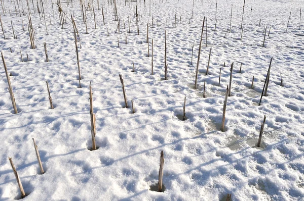 Plantes sèches dans la glace — Photo