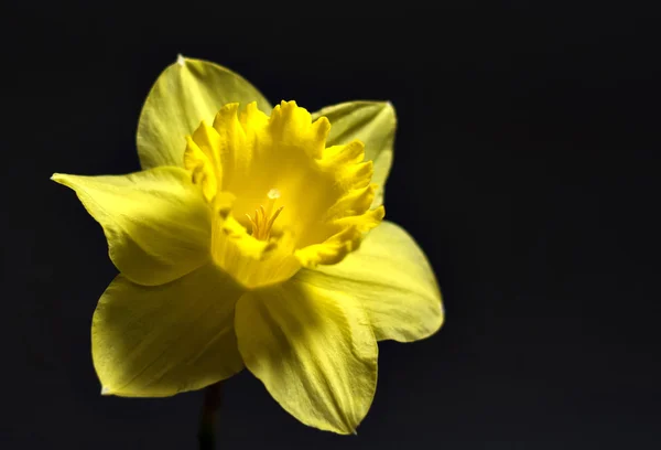 Fleur jaune jonquille sur fond noir — Photo