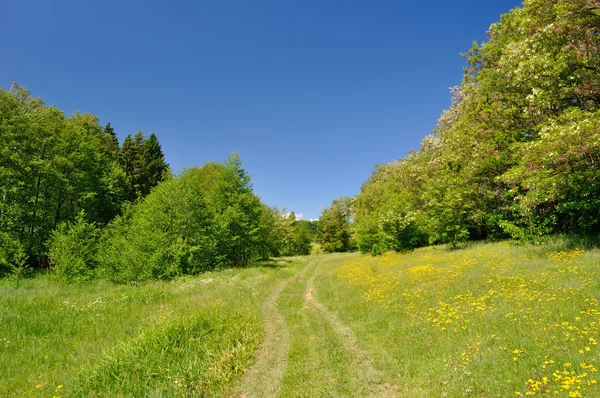 Bellissimo paesaggio prato estivo Fotografia Stock