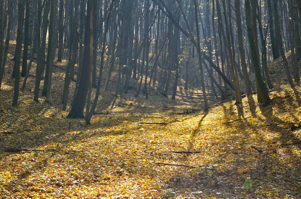 Bosque de otoño con buen tiempo — Foto de Stock