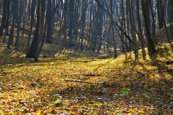 Autumn forest in fine weather — Stock Photo, Image