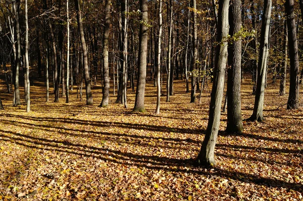 Herbstwald im hellen Sonnenlicht — Stockfoto