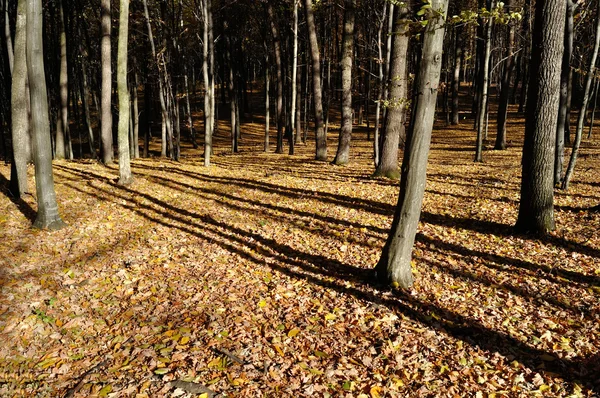 Herfst bos in fel zonlicht — Stockfoto