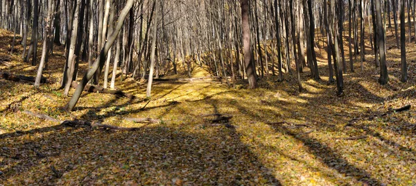 sonbahar orman panorama
