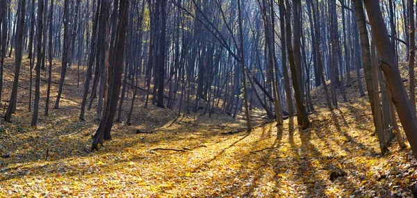 sonbahar orman panorama