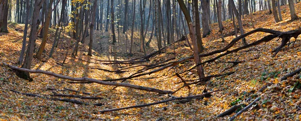 Herbstliches Waldpanorama — Stockfoto