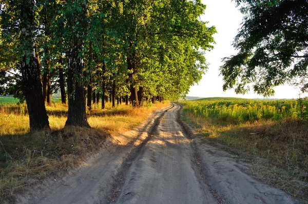 Camino de tierra arcilla cerca de árboles — Foto de Stock