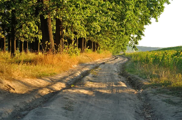 Estrada de argila sujeira perto de árvores — Fotografia de Stock