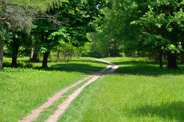 Path between green trees — Stock Photo, Image