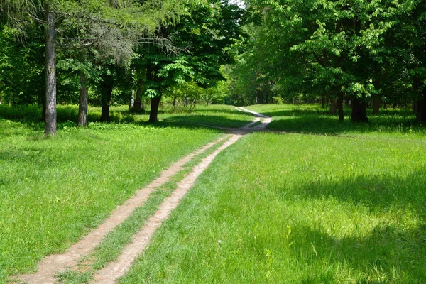 Caminho entre árvores verdes — Fotografia de Stock