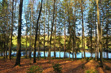 güzel havalarda sonbahar ormanda