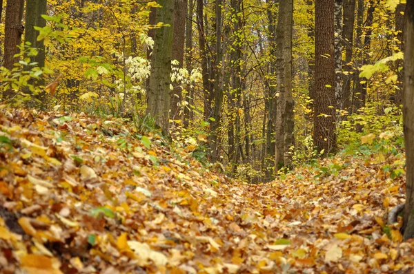 Autumn forest with yellow leave on the ground — Stock Photo, Image