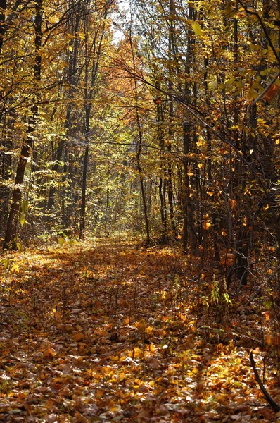 Herbstwald bei schönem Wetter — Stockfoto