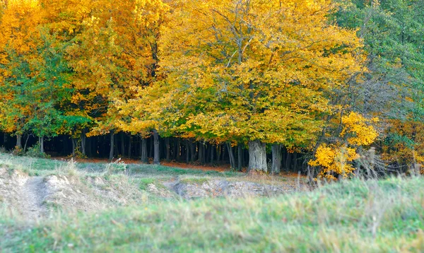 Grupa żółty autumn drzewa — Zdjęcie stockowe