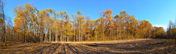 Autumn forest panorama with yellow trees — Stock Photo, Image