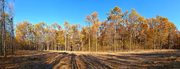 Autunno bosco panorama con alberi gialli — Foto Stock