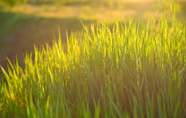 Erba verde succosa alla luce del sole — Foto Stock