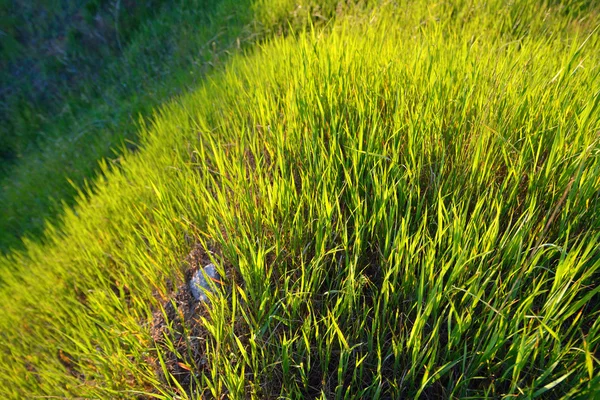 Juicy green grass in sunlight — Stock Photo, Image