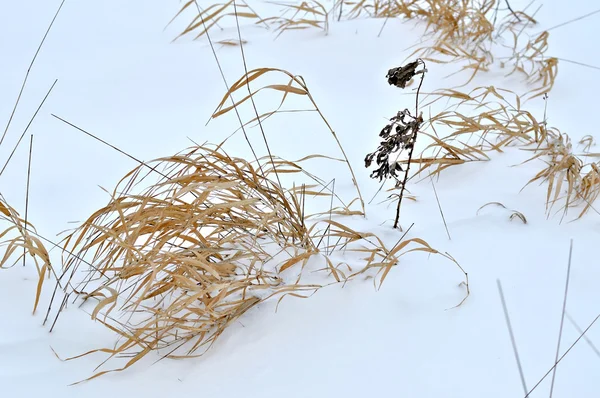 Sucha trawa w śniegu — Zdjęcie stockowe