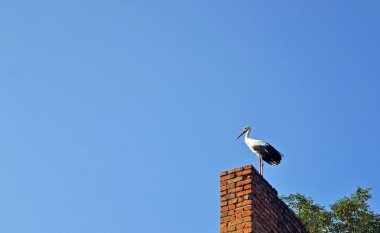 Baca üzerinde leylek