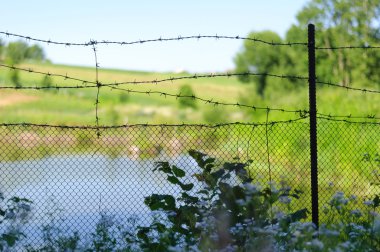 Champ de maïs à la récolte