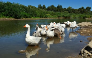 kazlar Nehri üzerinde