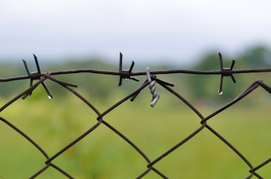 dikenli tel yakın çekim