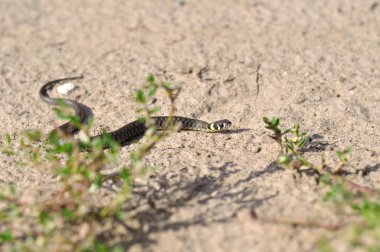 kumun üzerinde sürünen yılan