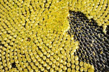 Ayçiçeği baş detay