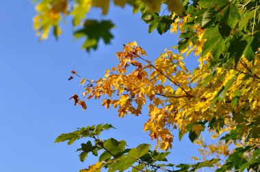 arka plan gökyüzü üzerinde sarı yapraklar