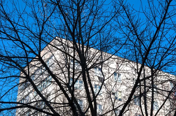 Tree branches on a background of building — Stock Photo, Image