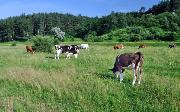 Beiting på kyr – stockfoto