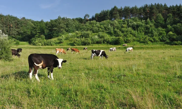 Cows grazing — Stock Photo, Image