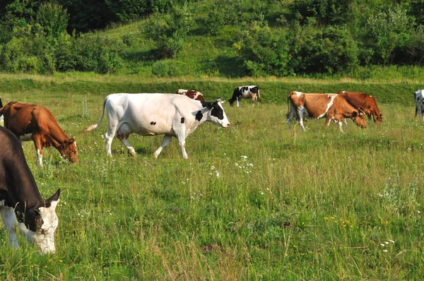 Cows grazing — Stock Photo, Image