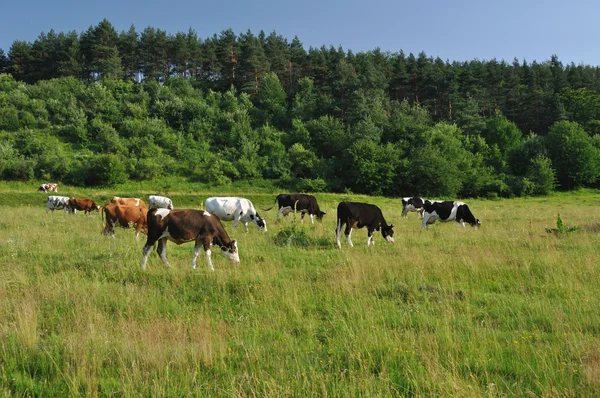 Cows grazing — Stock Photo, Image