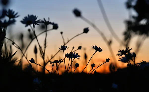 Bloemen silhouet bij zonsondergang — Stockfoto