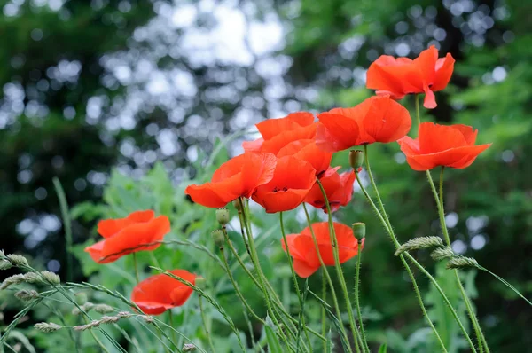 Red poppies — Stock Photo, Image