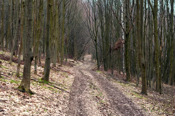 Donker bos weg — Stockfoto