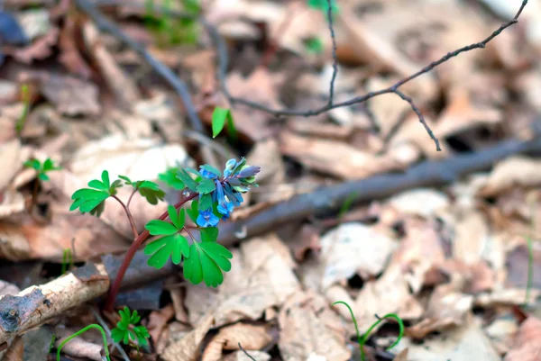 Corydalis — Foto Stock