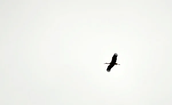 Stork flying isolated — Stock Photo, Image